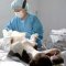 El Veterinario en casa: Tratamientos de esterilización