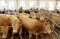 De Puertas al Campo se acerca a Expoforga,  la Feria de la Jacetania