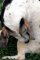 El veterinario en casa: la desparasitación externa de los animales
